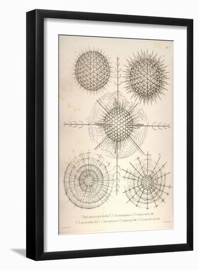 Diplosphaera Gracilis, Arachnosphaera, and Aulosphaera-Ernst Haeckel-Framed Art Print