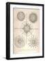 Diplosphaera Gracilis, Arachnosphaera, and Aulosphaera-Ernst Haeckel-Framed Art Print