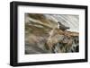 Dipper (Cinclus Cinclus) on Rock in Stream. Perthshire, Scotland, May-Fergus Gill-Framed Photographic Print