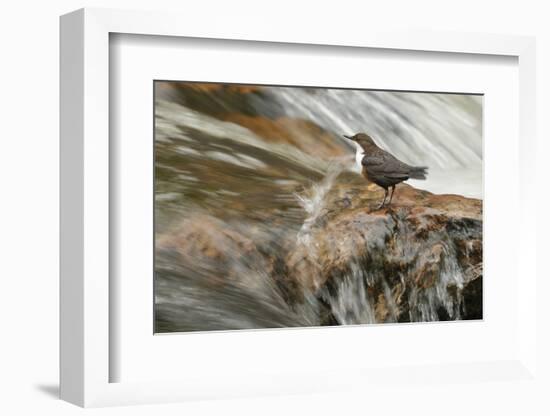 Dipper (Cinclus Cinclus) on Rock in Stream. Perthshire, Scotland, May-Fergus Gill-Framed Photographic Print