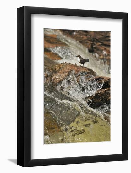 Dipper (Cinclus Cinclus) on Rock in Stream. Perthshire, Scotland, May-Fergus Gill-Framed Photographic Print