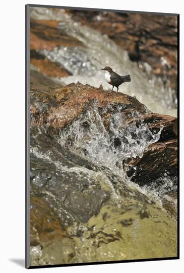 Dipper (Cinclus Cinclus) on Rock in Stream. Perthshire, Scotland, May-Fergus Gill-Mounted Photographic Print