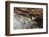 Dipper (Cinclus Cinclus) on Rock in Stream. Perthshire, Scotland, May-Fergus Gill-Framed Photographic Print