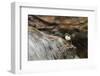 Dipper (Cinclus Cinclus) on Rock in Stream. Perthshire, Scotland, May-Fergus Gill-Framed Photographic Print