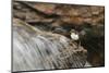 Dipper (Cinclus Cinclus) on Rock in Stream. Perthshire, Scotland, May-Fergus Gill-Mounted Photographic Print