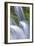 Dipper (Cinclus Cinclus) Perched on Moss-Covered Waterfall, Peak District Np, Derbyshire, UK-Ben Hall-Framed Photographic Print