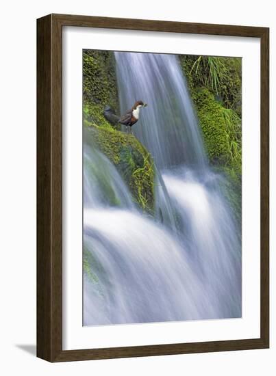 Dipper (Cinclus Cinclus) Perched on Moss-Covered Waterfall, Peak District Np, Derbyshire, UK-Ben Hall-Framed Photographic Print