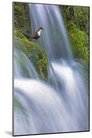Dipper (Cinclus Cinclus) Perched on Moss-Covered Waterfall, Peak District Np, Derbyshire, UK-Ben Hall-Mounted Photographic Print