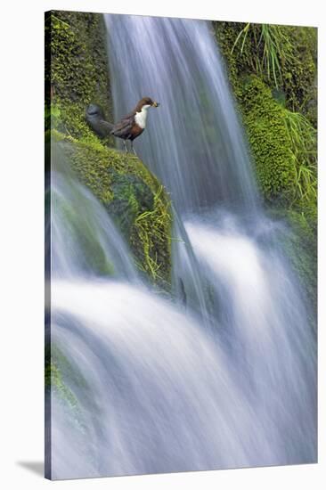 Dipper (Cinclus Cinclus) Perched on Moss-Covered Waterfall, Peak District Np, Derbyshire, UK-Ben Hall-Stretched Canvas