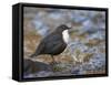 Dipper (Cinclus Cinclus) Standing in Stream, Clwyd, Wales, UK, February-Richard Steel-Framed Stretched Canvas