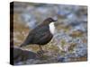 Dipper (Cinclus Cinclus) Standing in Stream, Clwyd, Wales, UK, February-Richard Steel-Stretched Canvas