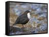 Dipper (Cinclus Cinclus) Standing in Stream, Clwyd, Wales, UK, February-Richard Steel-Framed Stretched Canvas