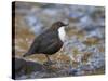 Dipper (Cinclus Cinclus) Standing in Stream, Clwyd, Wales, UK, February-Richard Steel-Stretched Canvas