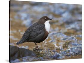 Dipper (Cinclus Cinclus) Standing in Stream, Clwyd, Wales, UK, February-Richard Steel-Stretched Canvas