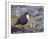 Dipper (Cinclus Cinclus) Standing in Stream, Clwyd, Wales, UK, February-Richard Steel-Framed Photographic Print