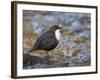 Dipper (Cinclus Cinclus) Standing in Stream, Clwyd, Wales, UK, February-Richard Steel-Framed Photographic Print