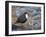 Dipper (Cinclus Cinclus) Standing in Stream, Clwyd, Wales, UK, February-Richard Steel-Framed Photographic Print