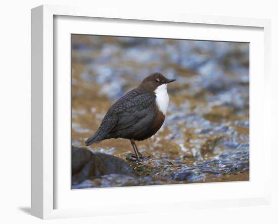 Dipper (Cinclus Cinclus) Standing in Stream, Clwyd, Wales, UK, February-Richard Steel-Framed Photographic Print