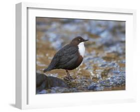 Dipper (Cinclus Cinclus) Standing in Stream, Clwyd, Wales, UK, February-Richard Steel-Framed Photographic Print