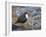 Dipper (Cinclus Cinclus) Standing in Stream, Clwyd, Wales, UK, February-Richard Steel-Framed Photographic Print