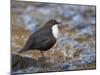 Dipper (Cinclus Cinclus) Standing in Stream, Clwyd, Wales, UK, February-Richard Steel-Mounted Photographic Print