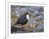 Dipper (Cinclus Cinclus) Standing in Stream, Clwyd, Wales, UK, February-Richard Steel-Framed Photographic Print