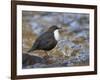 Dipper (Cinclus Cinclus) Standing in Stream, Clwyd, Wales, UK, February-Richard Steel-Framed Photographic Print