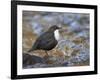 Dipper (Cinclus Cinclus) Standing in Stream, Clwyd, Wales, UK, February-Richard Steel-Framed Photographic Print