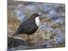 Dipper (Cinclus Cinclus) Standing in Stream, Clwyd, Wales, UK, February-Richard Steel-Mounted Photographic Print