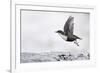 Dipper (Cinclus cinclus) taking off from water, Kuusamo, Finland, January-Markus Varesvuo-Framed Photographic Print