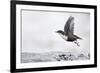 Dipper (Cinclus cinclus) taking off from water, Kuusamo, Finland, January-Markus Varesvuo-Framed Photographic Print