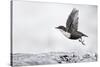 Dipper (Cinclus cinclus) taking off from water, Kuusamo, Finland, January-Markus Varesvuo-Stretched Canvas