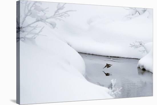 Dipper in stream surrounded by snow, Inai Kiilopaa, Finland-Markus Varesvuo-Stretched Canvas