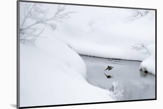 Dipper in stream surrounded by snow, Inai Kiilopaa, Finland-Markus Varesvuo-Mounted Photographic Print