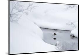 Dipper in stream surrounded by snow, Inai Kiilopaa, Finland-Markus Varesvuo-Mounted Photographic Print