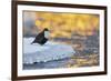 Dipper standing on ice at sunset, Kuusamo, Finland-Markus Varesvuo-Framed Photographic Print