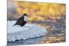 Dipper standing on ice at sunset, Kuusamo, Finland-Markus Varesvuo-Mounted Photographic Print