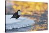 Dipper standing on ice at sunset, Kuusamo, Finland-Markus Varesvuo-Stretched Canvas