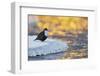 Dipper standing on ice at sunset, Kuusamo, Finland-Markus Varesvuo-Framed Photographic Print