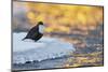 Dipper standing on ice at sunset, Kuusamo, Finland-Markus Varesvuo-Mounted Photographic Print