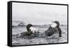 Dippers fighting over feeding territory, Kuusamo, Finland-Markus Varesvuo-Framed Stretched Canvas