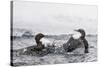 Dippers fighting over feeding territory, Kuusamo, Finland-Markus Varesvuo-Stretched Canvas