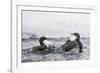 Dippers fighting over feeding territory, Kuusamo, Finland-Markus Varesvuo-Framed Photographic Print