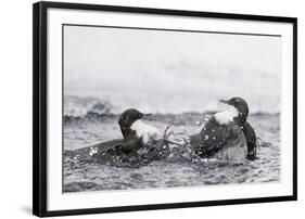 Dippers fighting over feeding territory, Kuusamo, Finland-Markus Varesvuo-Framed Photographic Print