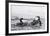 Dippers fighting over feeding territory, Kuusamo, Finland-Markus Varesvuo-Framed Photographic Print