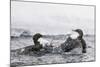 Dippers fighting over feeding territory, Kuusamo, Finland-Markus Varesvuo-Mounted Photographic Print