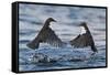 Dippers fighting over feeding territory, Kuusamo, Finland-Markus Varesvuo-Framed Stretched Canvas