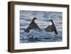 Dippers fighting over feeding territory, Kuusamo, Finland-Markus Varesvuo-Framed Photographic Print