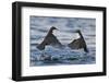 Dippers fighting over feeding territory, Kuusamo, Finland-Markus Varesvuo-Framed Photographic Print