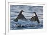 Dippers fighting over feeding territory, Kuusamo, Finland-Markus Varesvuo-Framed Photographic Print